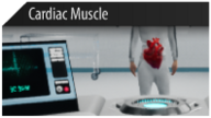 Srdeční sval ve VR